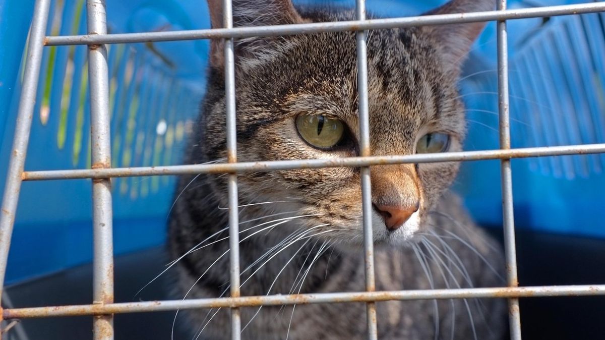 Kočka pašovala drogy do vězení, sama skončila za mřížemi útulku